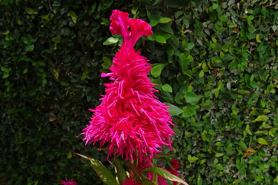 Cockscomb, Flower, Flora, lalmurga, haolei, kozhi poo, celosia argentea HD wallpaper