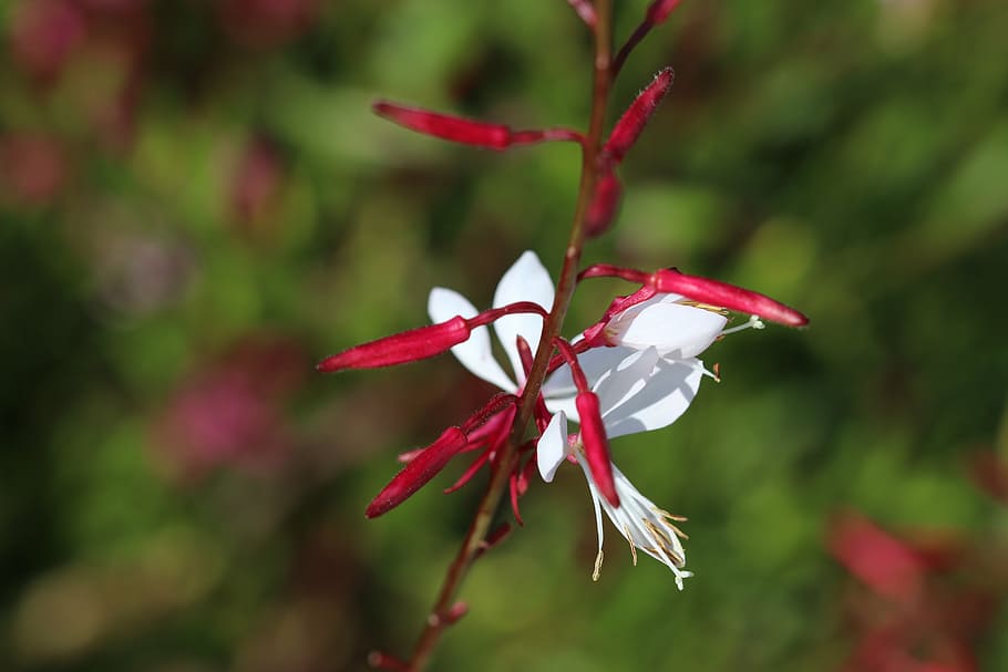 flower, red, nature, macro, red flower, vulnerability, fragility HD wallpaper