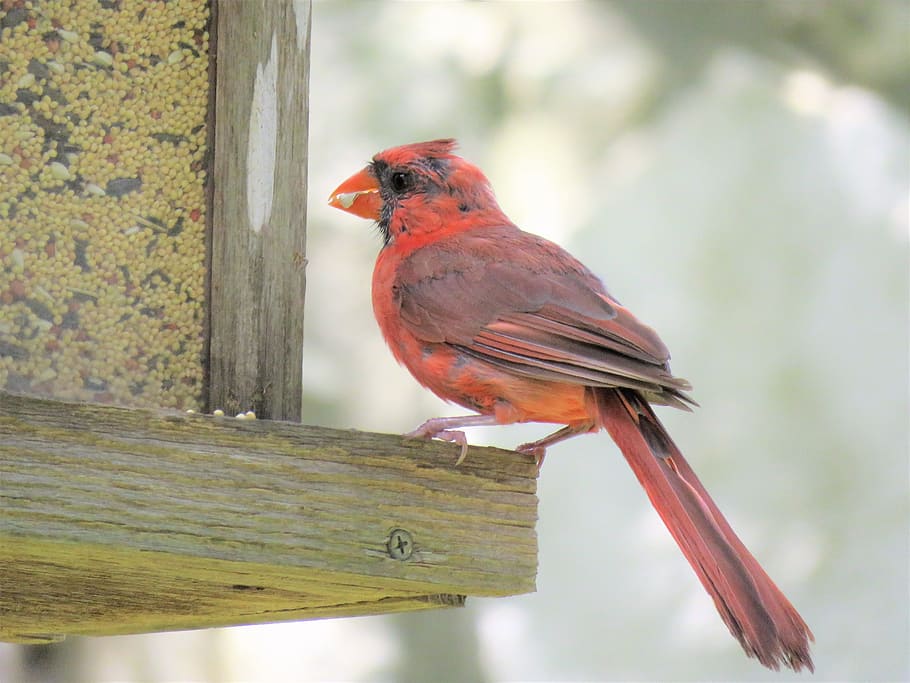bird, red, cardinal, close up, wildlife, animal themes, perching HD wallpaper