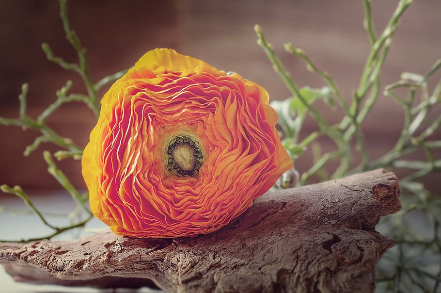 orange petal flower on driftwood, ranunculus, bark, blossom HD wallpaper
