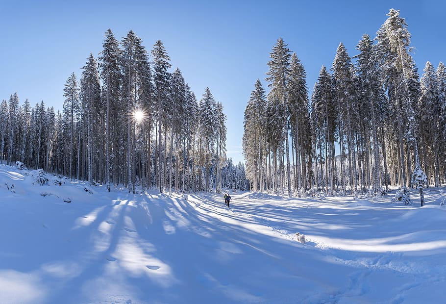 nature, landscape, woods, forest, snow, winter, cold, weather HD wallpaper