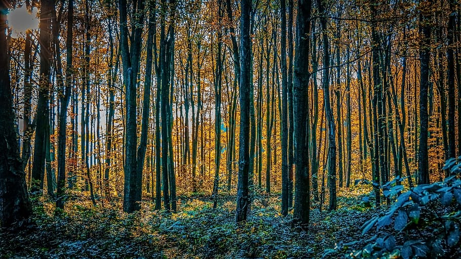 woods, sunset, landscape, forest, sunlight, autumn, orange HD wallpaper