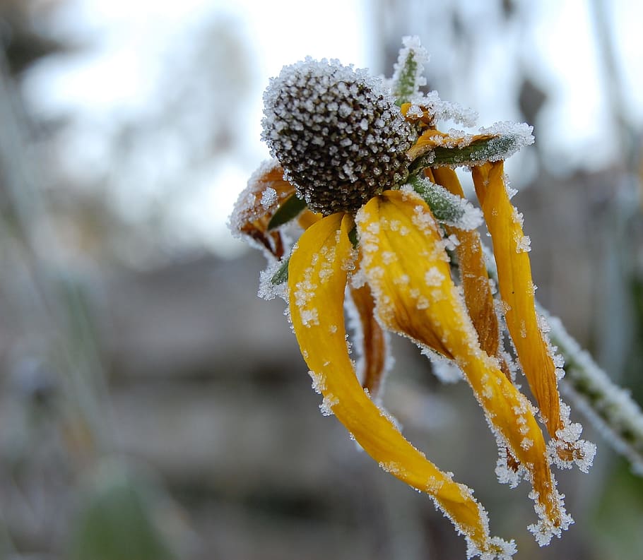 frost, winter, flower, cold, outdoor, frozen, cold temperature HD wallpaper