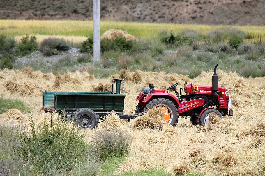 harvest, tractor, ye tian, country, in rice field, in wheat field, HD wallpaper