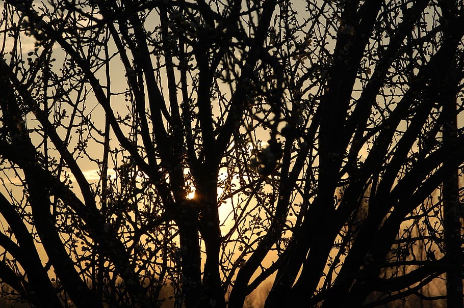 light and shade, branches, tree, plant, silhouette, nature HD wallpaper
