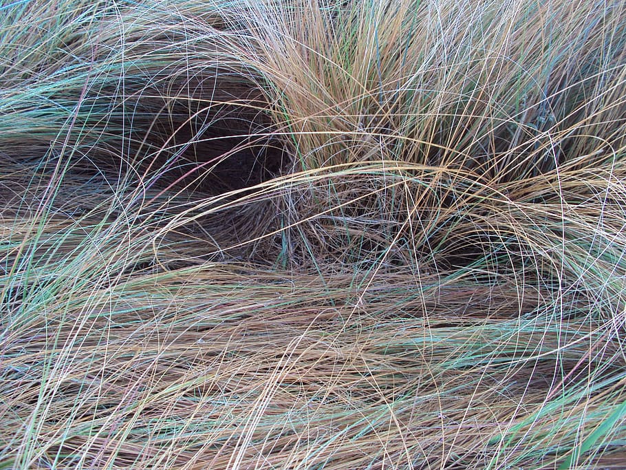 grass, string, background, nature, dry, plant, growth, no people HD wallpaper