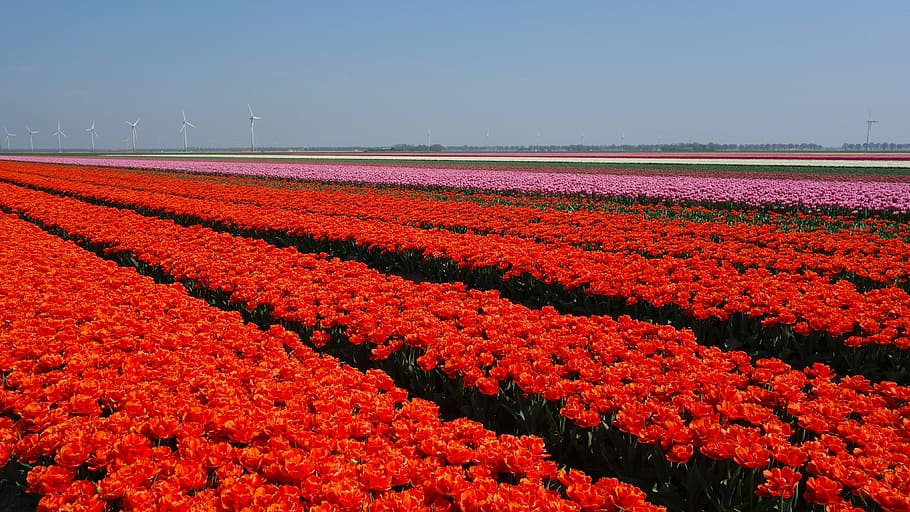 tulips, bulbs, spring, holland, tulip fields, flower, netherlands HD wallpaper