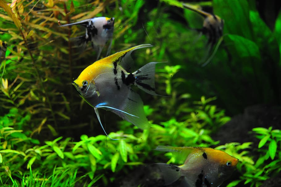 shoal of angelfish, Fish, Tank, Aqua, Decorative, Zoo, World HD wallpaper