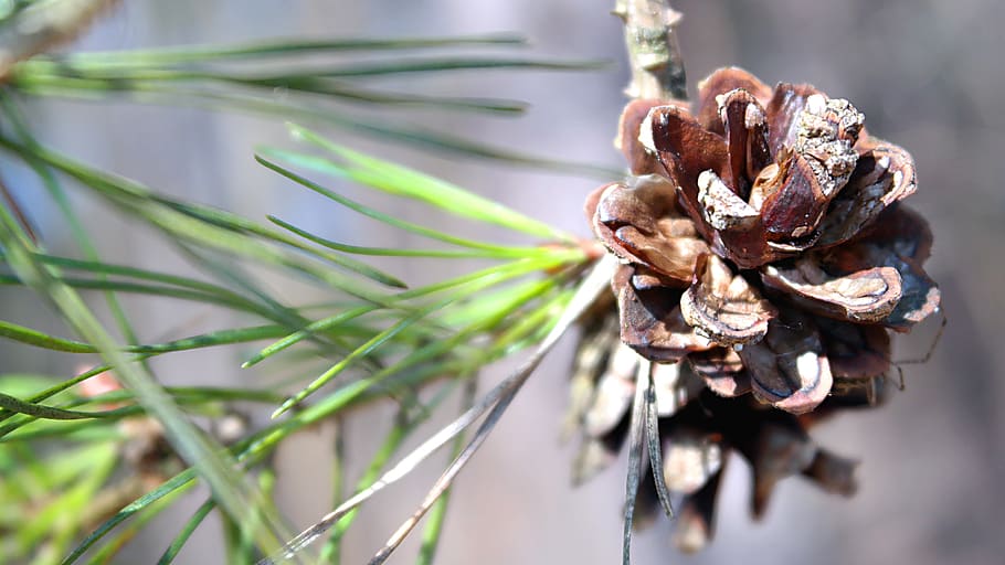 nature, plant, pine cone, close-up, no people, flower, focus on foreground HD wallpaper