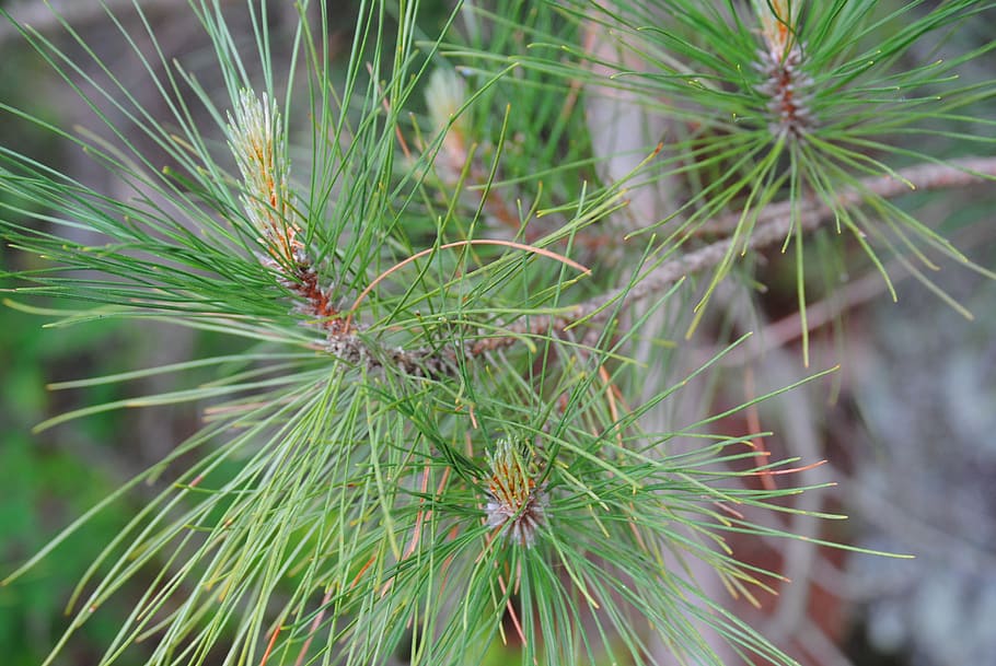 pine, nature, forest, north, woods, tree, natural, pine tree HD wallpaper