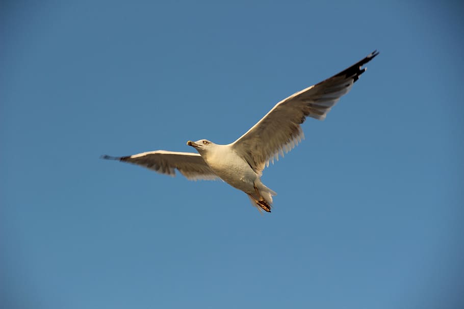 sky, bird, fly, airfare, flying, animal wildlife, animal themes HD wallpaper