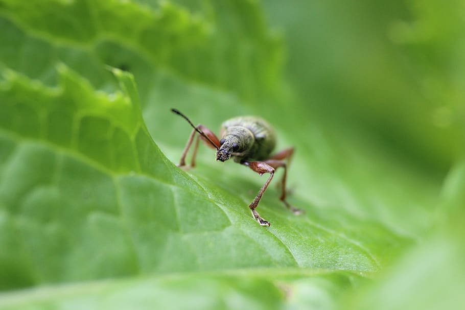 beetle, insect, forest, leaf, close up, macro, green, invertebrate HD wallpaper