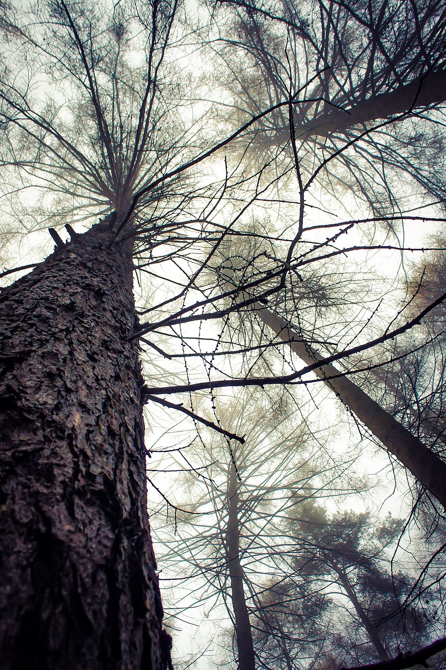 tree, forest, nature, landscape, natural, outdoor, environment HD wallpaper
