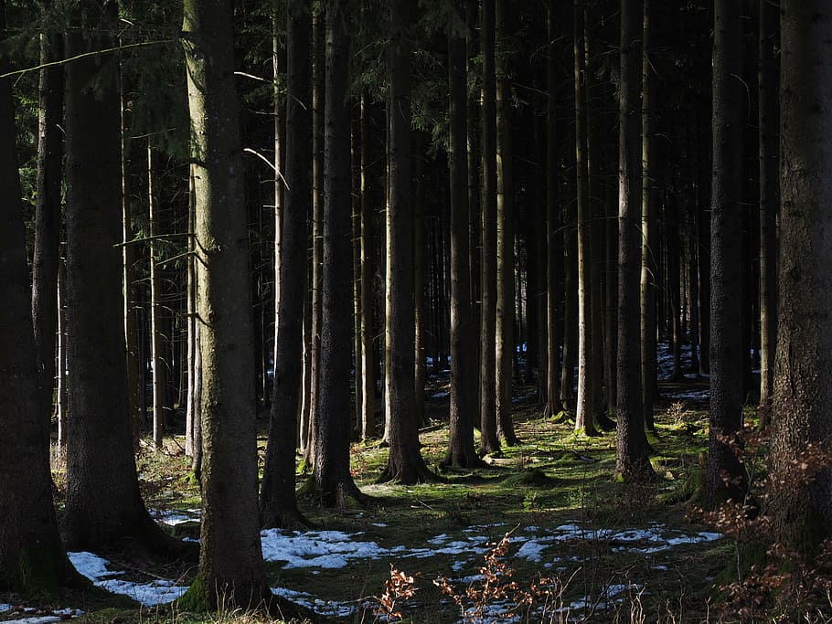 forest, trees, tree trunks, coniferous forest, nature, woodland HD wallpaper