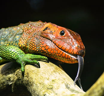 selective focus photography orange and green lizard on brunch HD wallpaper