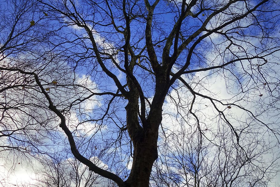 tree top, branch, silhouette, gnarled, curled, twisted, blue skies HD wallpaper