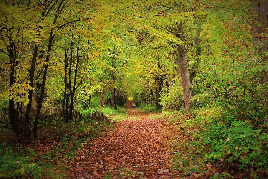 nature, forest, tree, plant, beauty in nature, tranquility HD wallpaper