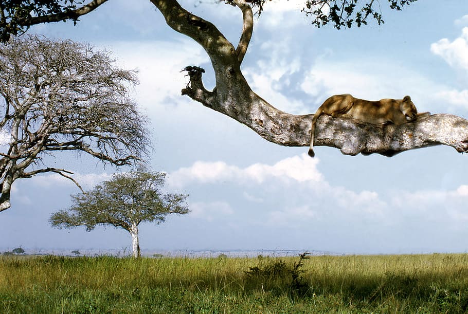 lioness on tree during daytime, Uganda, Ishasha, national park HD wallpaper