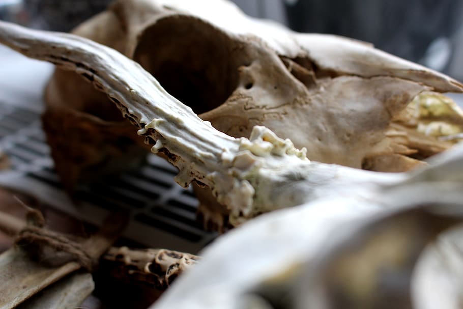 close up, bone, skeleton, selective focus, close-up, human body part HD wallpaper