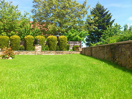 green bush plants near green grass field and trees during daytime HD wallpaper