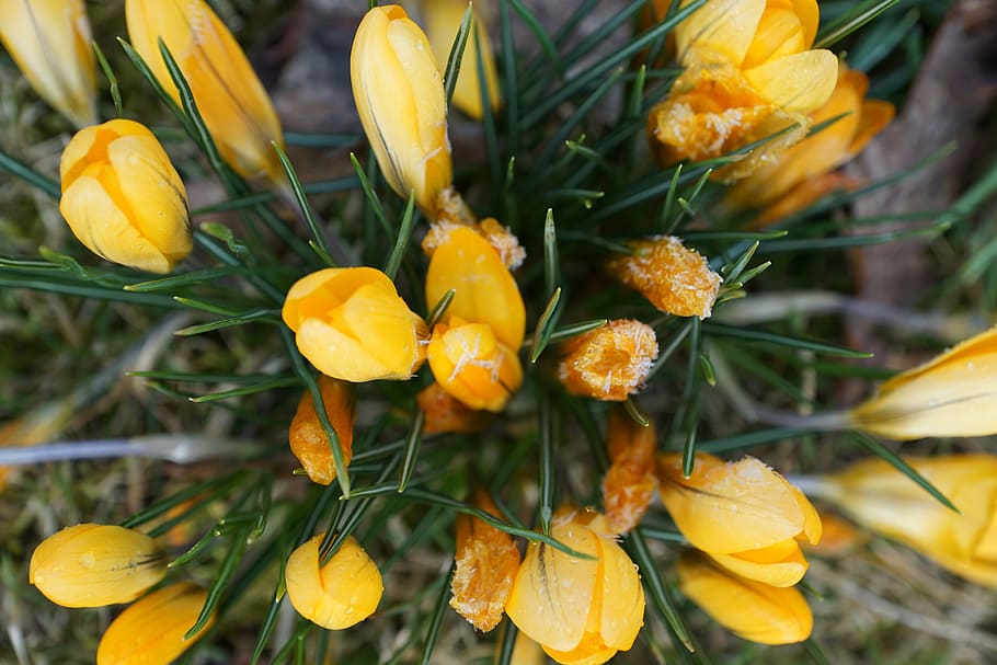 crocus, plant, green, iced, leaves, nature, beauty in nature HD wallpaper