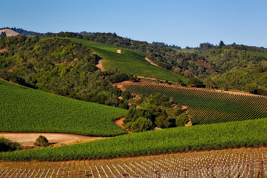 green trees, Vineyard, California, Napa Valley, sonoma, crop, HD wallpaper