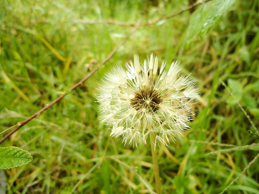 dandelion, flower, nature, plant, flowering plant, freshness HD wallpaper