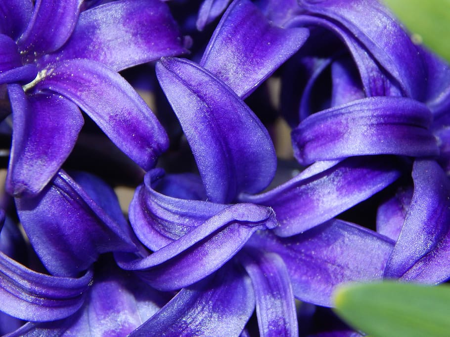 Hyacinth, Spring, Greetings, spring greetings, spring flowers HD wallpaper