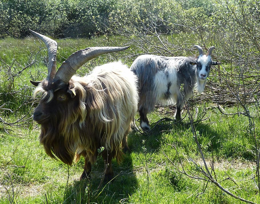 goats, billy goat, bock, borkum, island, north sea, landscape HD wallpaper