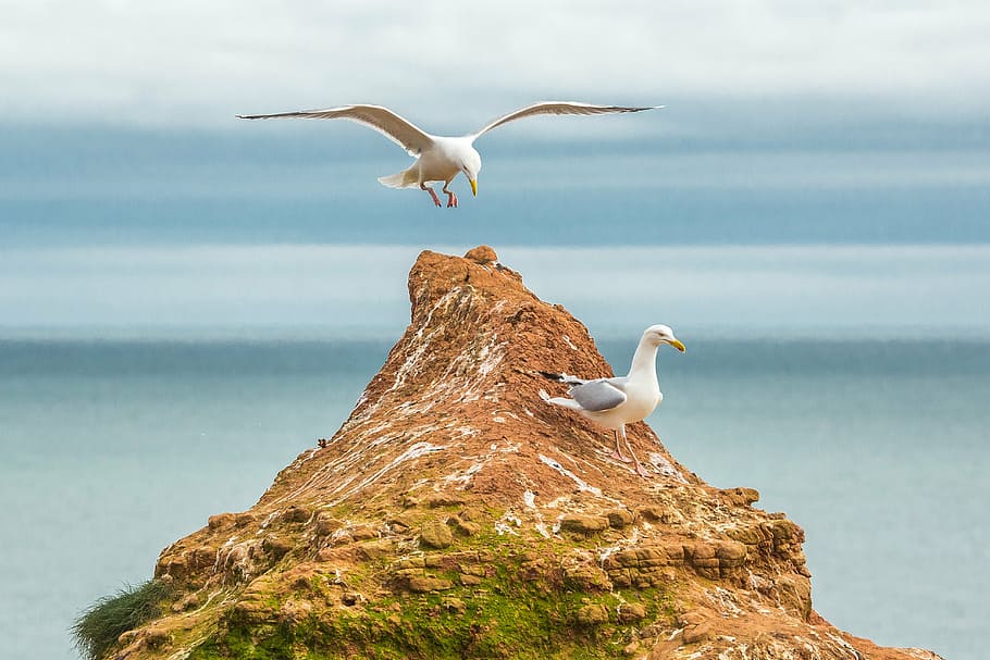 two seagulls on top of brown rock, ocean, reefs, devon, england HD wallpaper