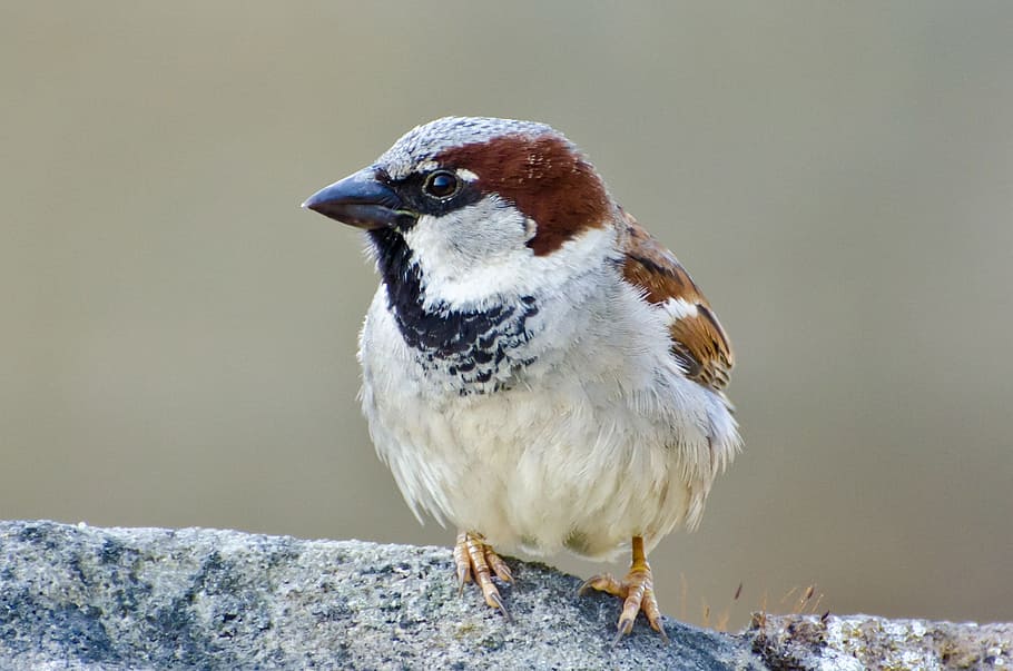 aviator, bird, fly, wings, feather, wildlife, beak, dom, outdoor HD wallpaper