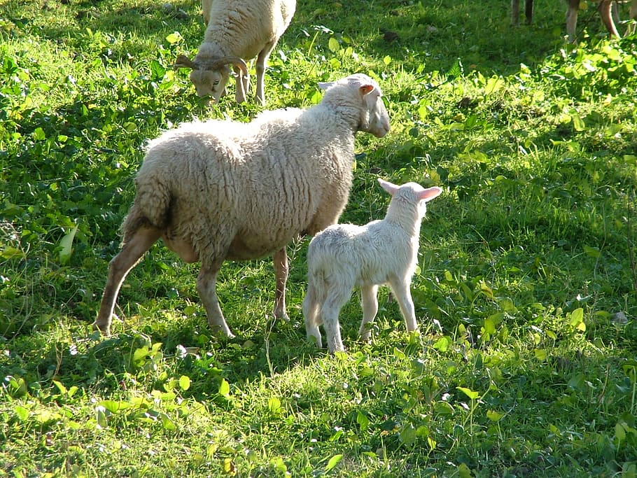 sheep, nature, animal themes, mammal, domestic animals, pets HD wallpaper