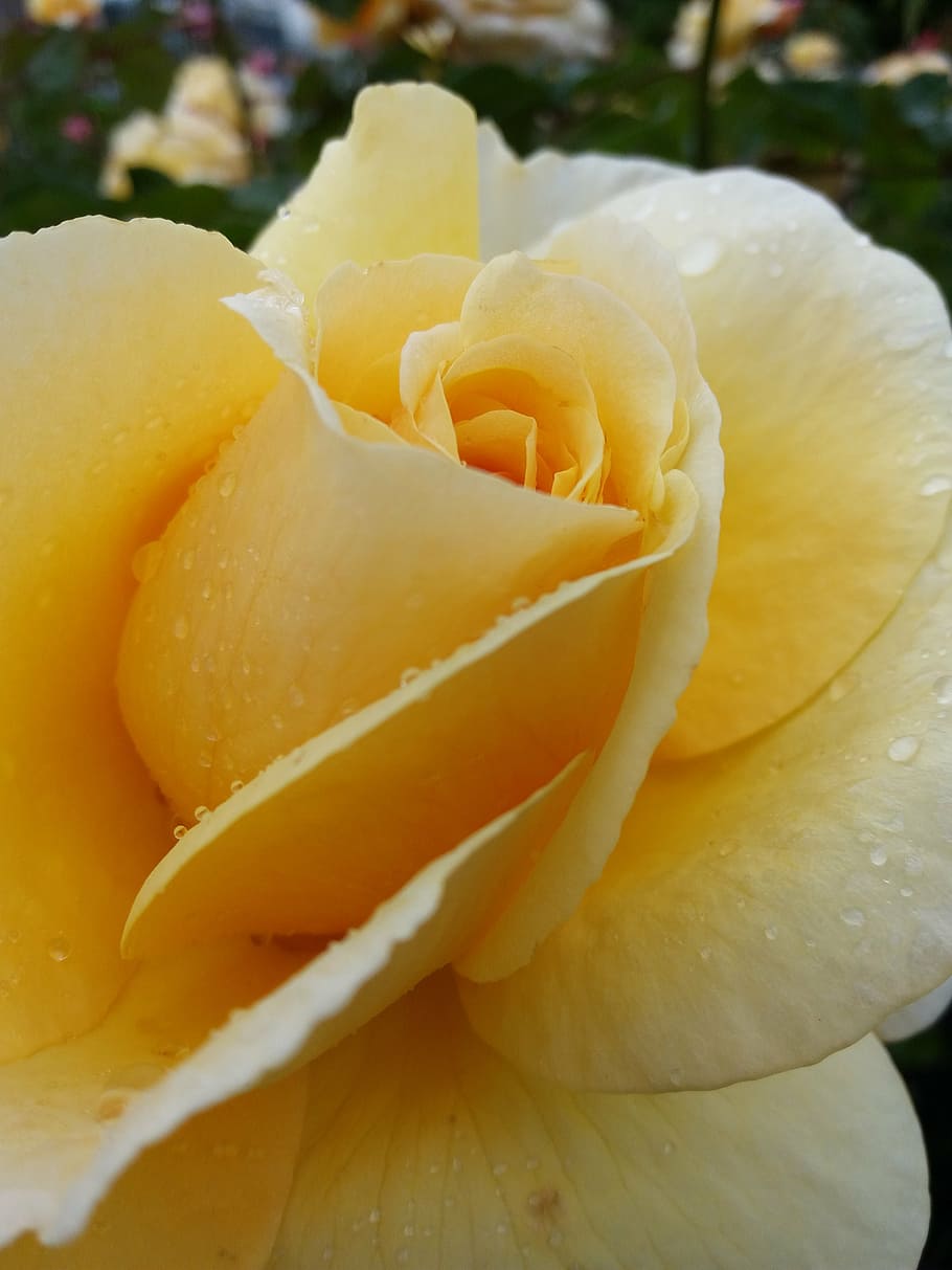 rose, pistil, flower, close-up, freshness, plant, vulnerability HD wallpaper