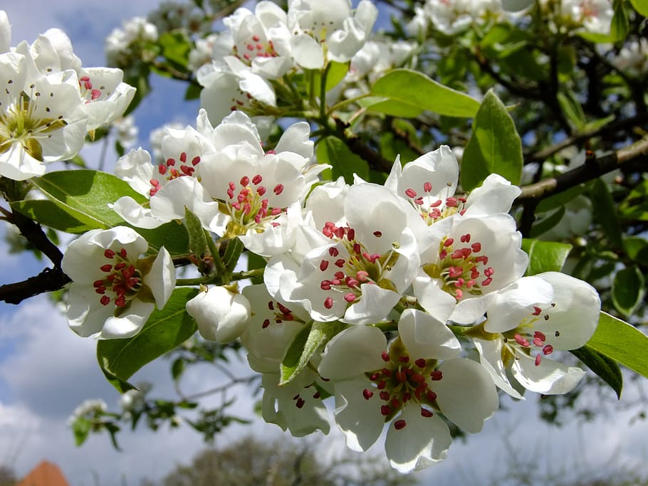 Pear, Blossom, Spring, pear blossom, bloom, white, inflorescence