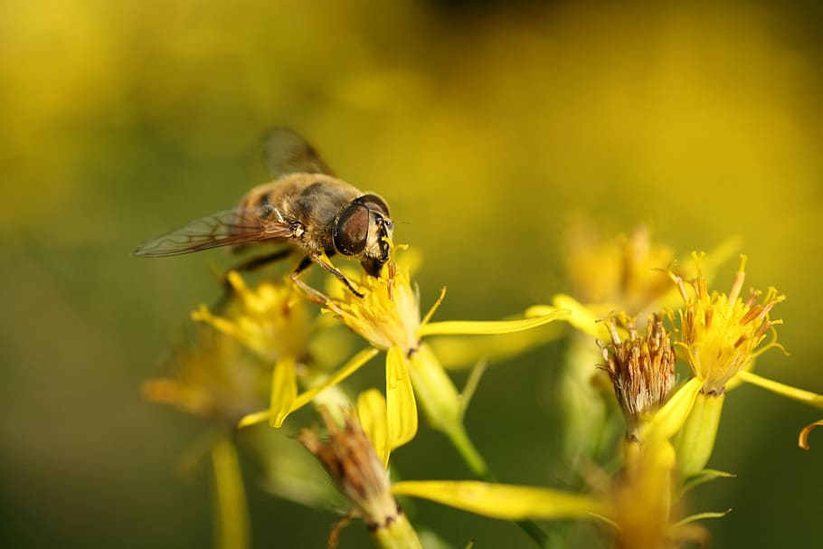 insects, bee, forage, flowers, macro, animal, animal themes HD wallpaper