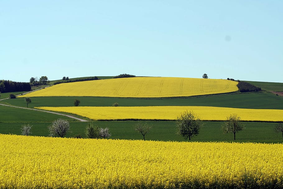 rapeseed fields, oilseed rape, summer, nature, sky, wide, landscape HD wallpaper