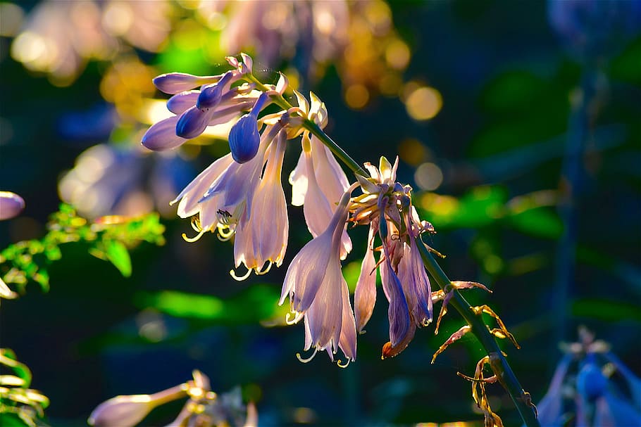 flower, sunlight, nature, summer, blossom, bloom, plant, garden HD wallpaper