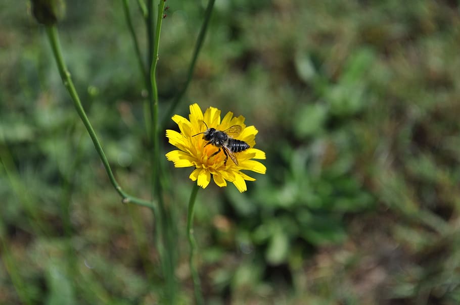 bee, flower, insect, summer, yellow, flowering plant, beauty in nature HD wallpaper