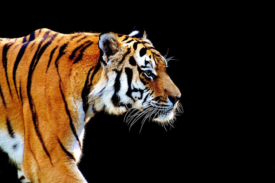 close up photograph of orange and black tiger, Predator, Fur HD wallpaper