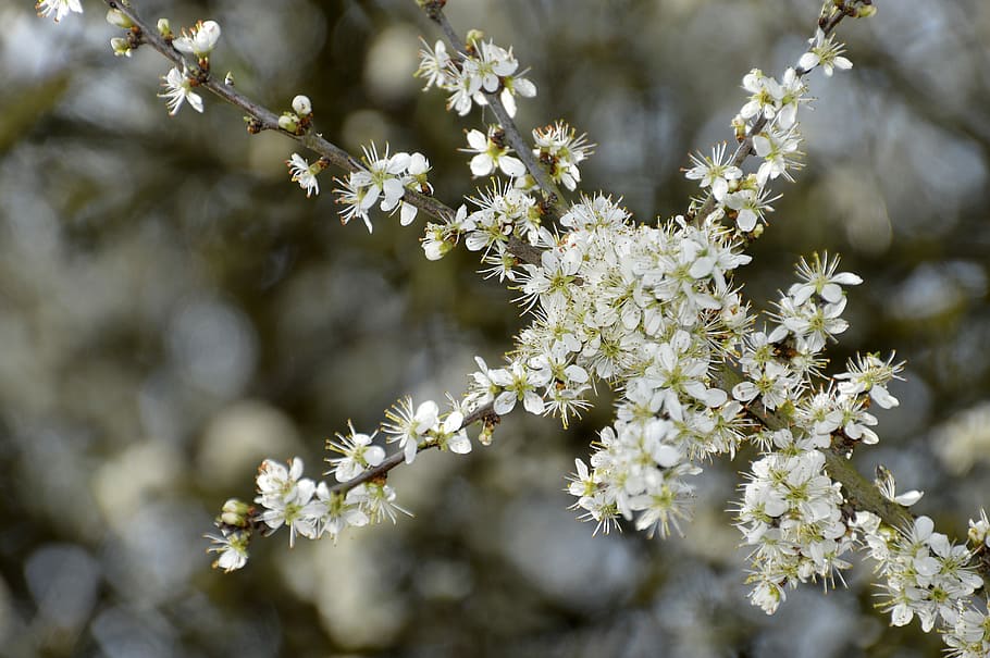 flower, nature, plant, tree, branch, outdoor, season, fulfillment HD wallpaper