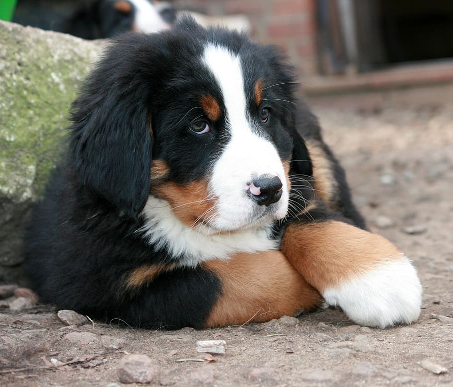 Bernese mountain puppy prone lying on ground at daytime, berner
