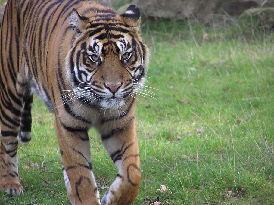 tiger, zoo, predator, animal themes, grass, animal wildlife HD wallpaper