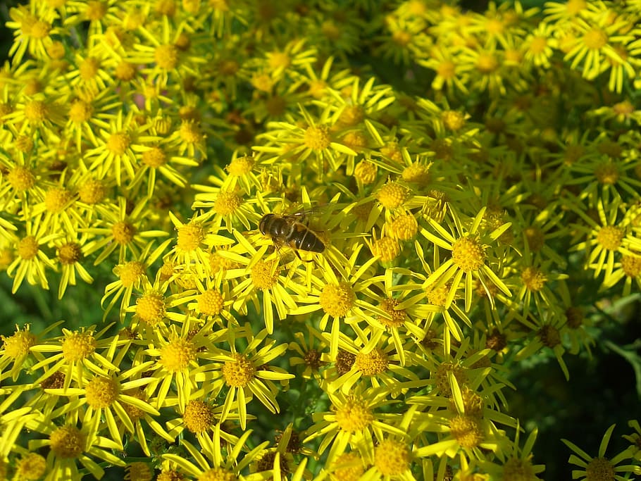 hoverfly, flower, nature, insect, yellow, bee, macro, summer HD wallpaper