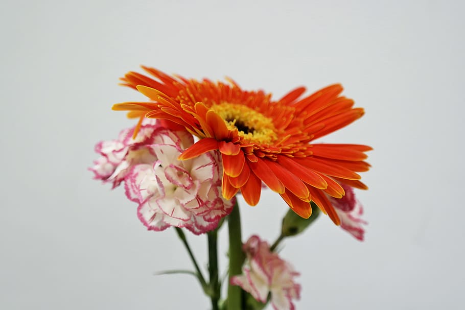 flowers, summer, garden, petals, beautiful, blooming, bright HD wallpaper