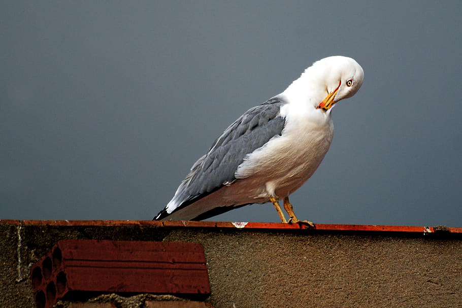 seagull, ave, plumage, feathers, scratch, clean, roof, cornice HD wallpaper