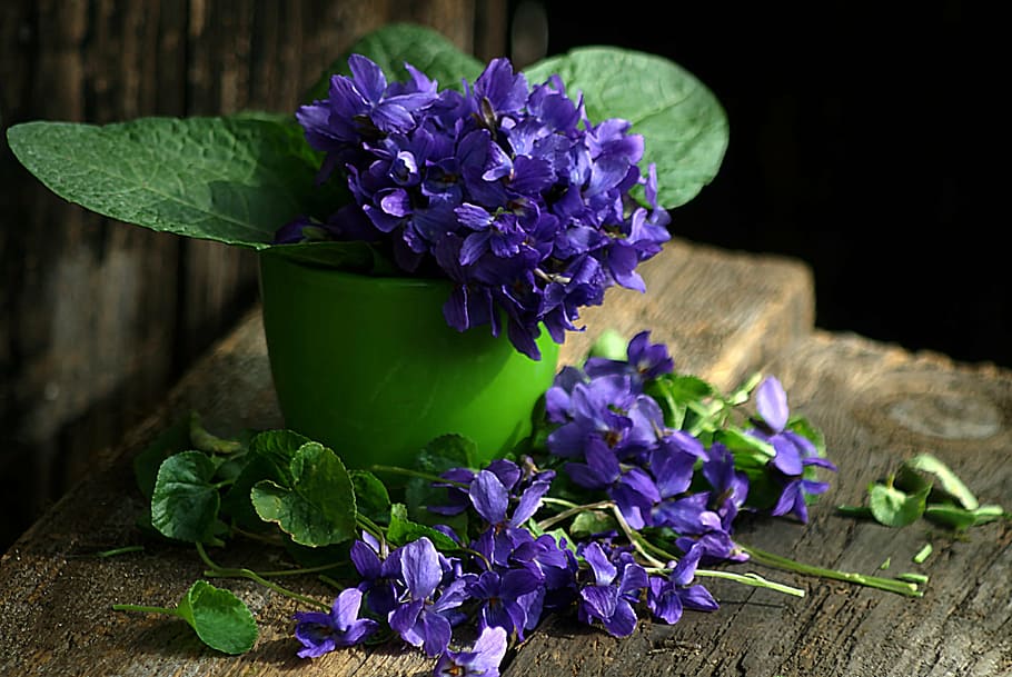 purple petaled flower, violet, still life, spring flowers, 1 HD wallpaper