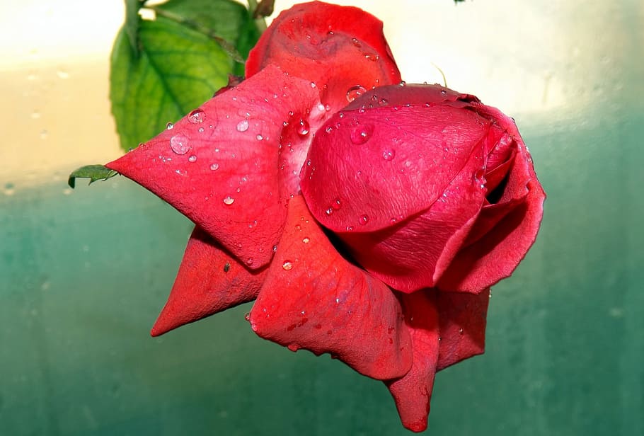 rose, red, dew, flower, petals, drops, water, close-up, plant HD wallpaper