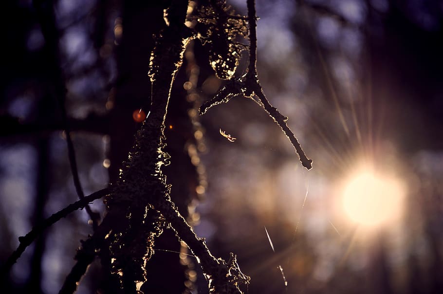 spider, sun, web, nature, tree, plant, focus on foreground HD wallpaper