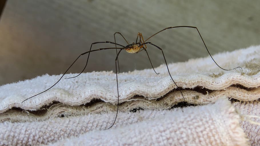 spider, insect, animal, macro, arthropod, fauna, nature, arthropods HD wallpaper