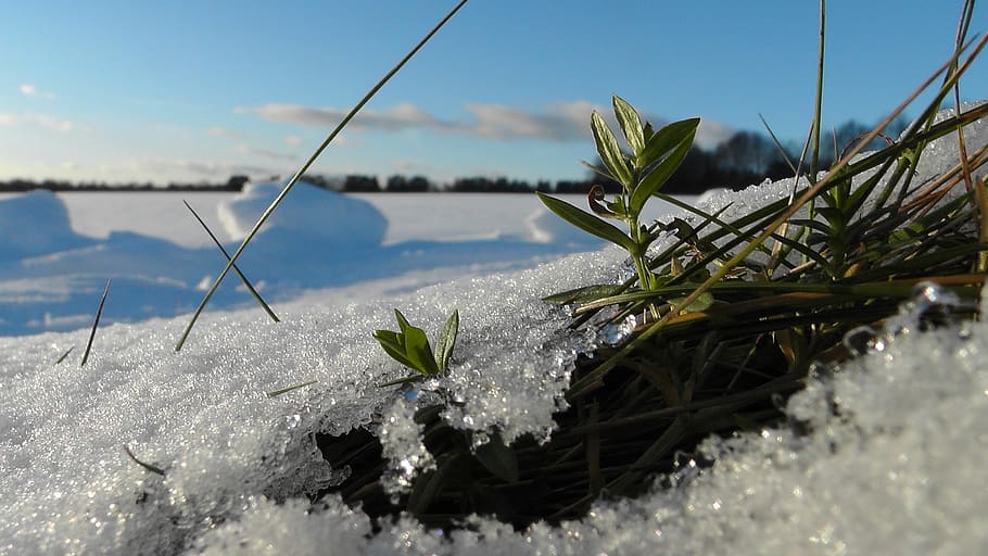 grass, snow, macro, winter, nature, ice, wild plant, strand HD wallpaper
